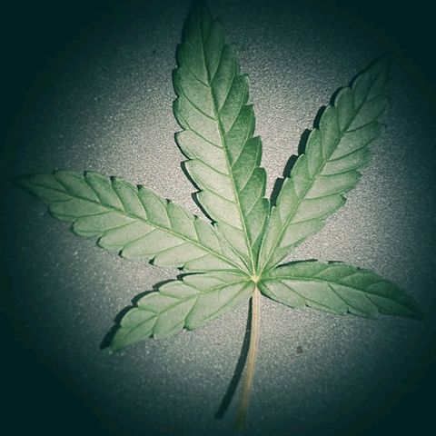 Bartek'sFarmScam growlog timeline photo