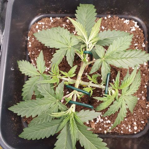 Bartek'sFarmScam growlog timeline photo