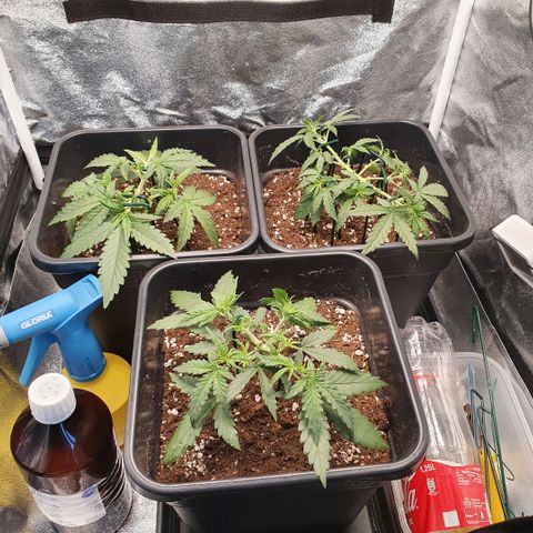 Bartek'sFarmScam growlog timeline photo