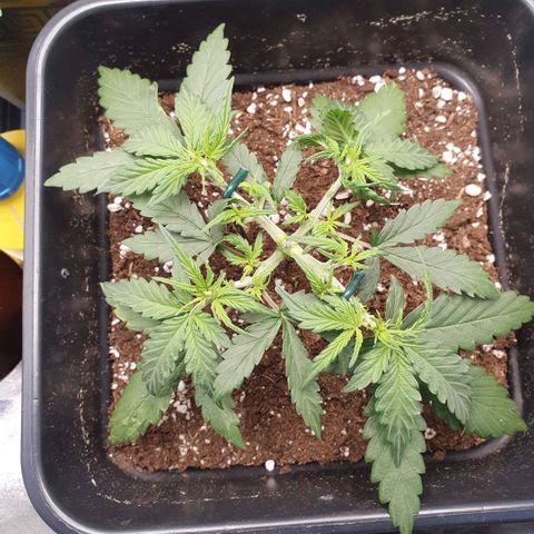 Bartek'sFarmScam growlog timeline photo