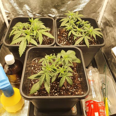 Bartek'sFarmScam growlog timeline photo