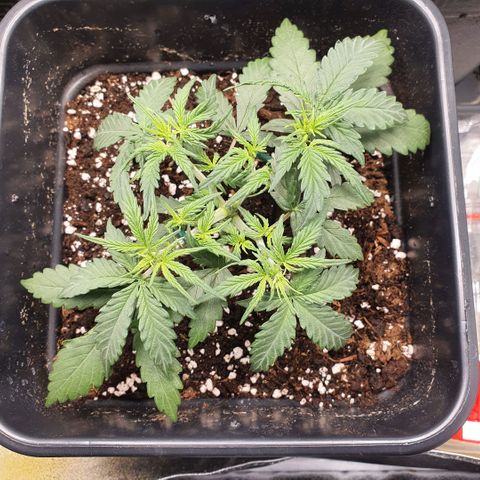 Bartek'sFarmScam growlog timeline photo