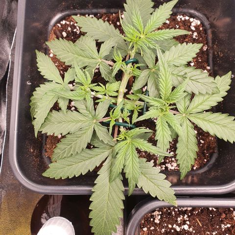 Bartek'sFarmScam growlog timeline photo