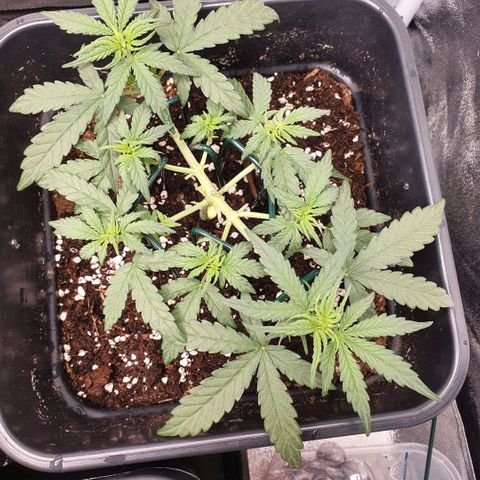 Bartek'sFarmScam growlog timeline photo