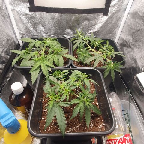 Bartek'sFarmScam growlog timeline photo
