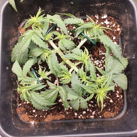 Bartek'sFarmScam growlog timeline photo
