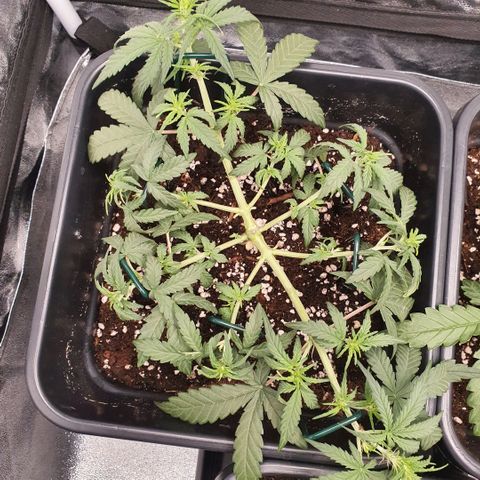 Bartek'sFarmScam growlog timeline photo