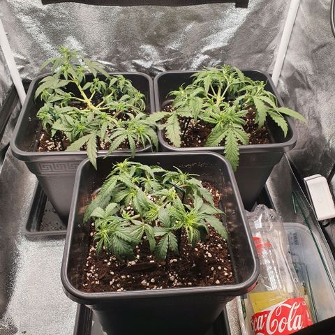 Bartek'sFarmScam growlog timeline photo