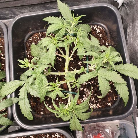 Bartek'sFarmScam growlog timeline photo