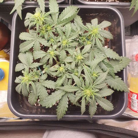 Bartek'sFarmScam growlog timeline photo