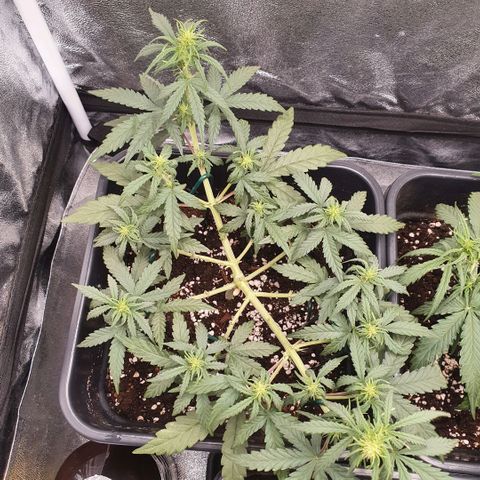 Bartek'sFarmScam growlog timeline photo