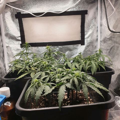 Bartek'sFarmScam growlog timeline photo