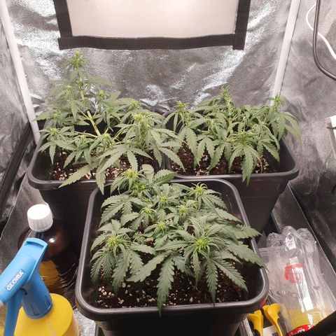 Bartek'sFarmScam growlog timeline photo