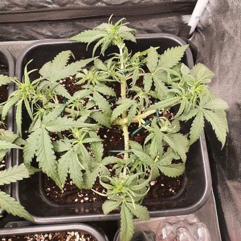 Bartek'sFarmScam growlog timeline photo