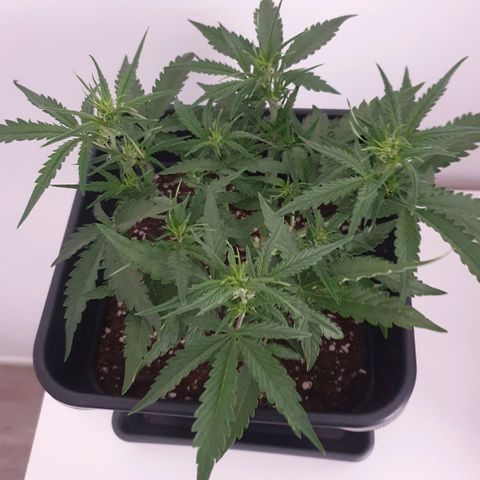 Bartek'sFarmScam growlog timeline photo
