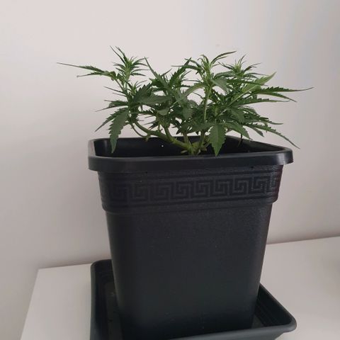 Bartek'sFarmScam growlog timeline photo