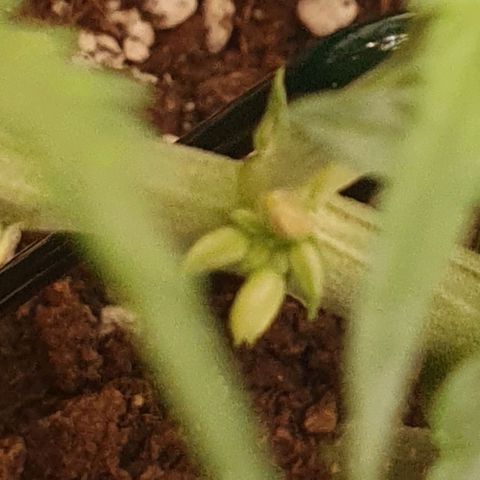 Bartek'sFarmScam growlog timeline photo