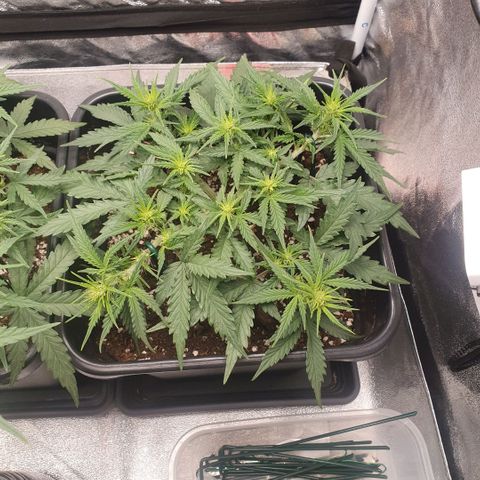 Bartek'sFarmScam growlog timeline photo