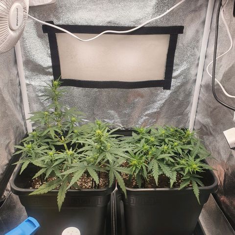 Bartek'sFarmScam growlog timeline photo
