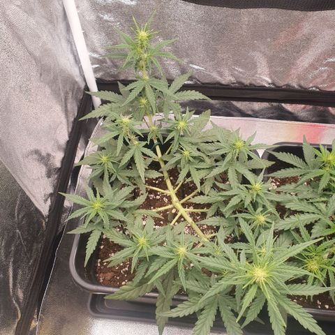 Bartek'sFarmScam growlog timeline photo