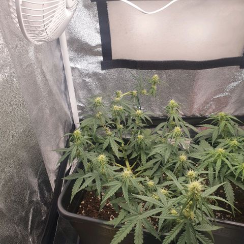 Bartek'sFarmScam growlog timeline photo