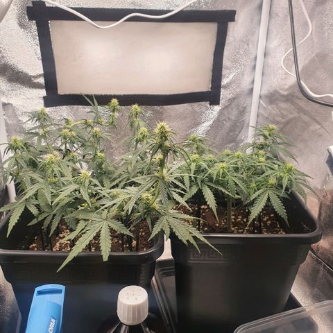 Bartek'sFarmScam growlog timeline photo