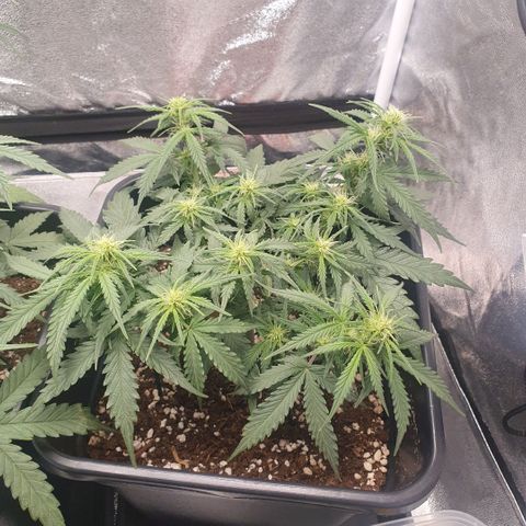 Bartek'sFarmScam growlog timeline photo