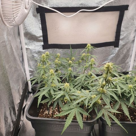 Bartek'sFarmScam growlog timeline photo