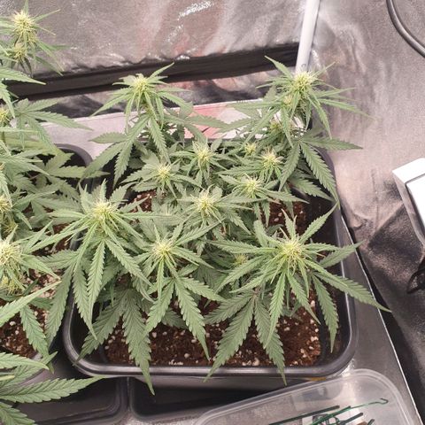 Bartek'sFarmScam growlog timeline photo
