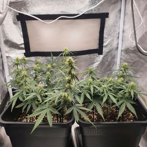 Bartek'sFarmScam growlog timeline photo