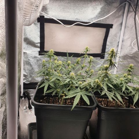 Bartek'sFarmScam growlog timeline photo