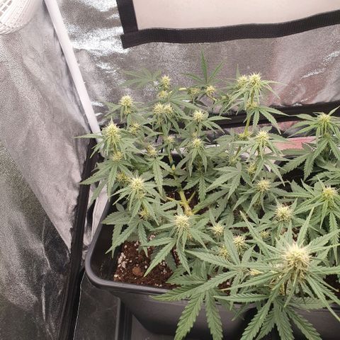 Bartek'sFarmScam growlog timeline photo