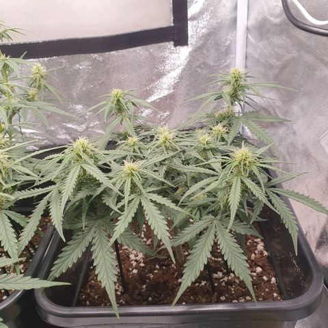 Bartek'sFarmScam growlog timeline photo