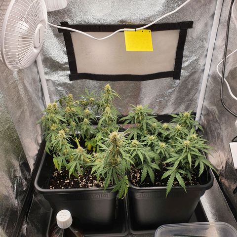 Bartek'sFarmScam growlog timeline photo