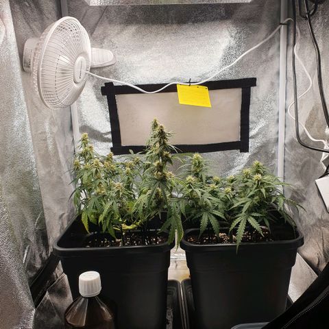 Bartek'sFarmScam growlog timeline photo
