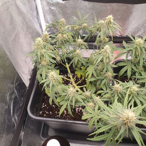 Bartek'sFarmScam growlog timeline photo