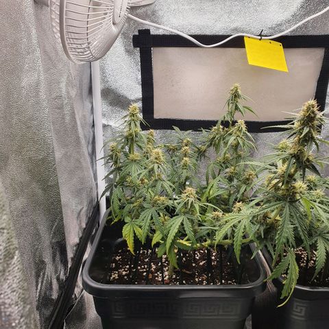 Bartek'sFarmScam growlog timeline photo