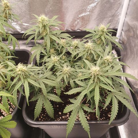 Bartek'sFarmScam growlog timeline photo