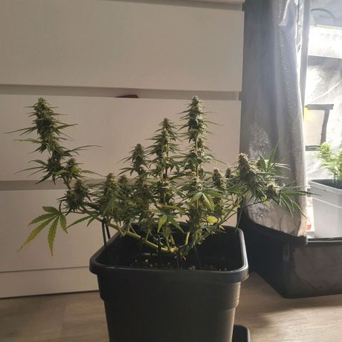 Bartek'sFarmScam growlog timeline photo