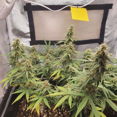 Bartek'sFarmScam growlog timeline photo
