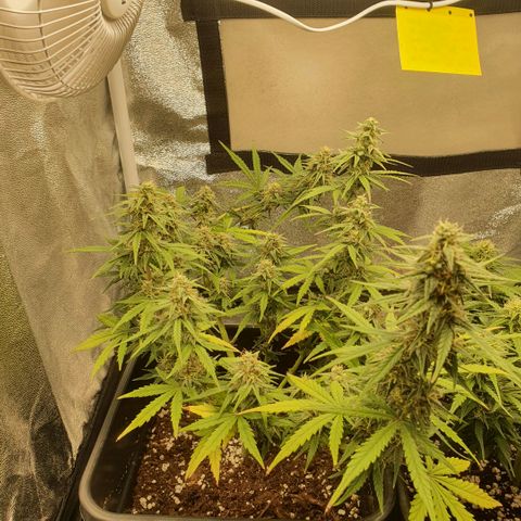 Bartek'sFarmScam growlog timeline photo