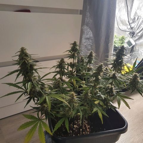 Bartek'sFarmScam growlog timeline photo