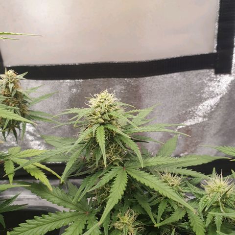 Bartek'sFarmScam growlog timeline photo