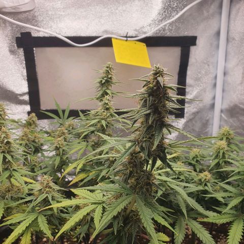 Bartek'sFarmScam growlog timeline photo