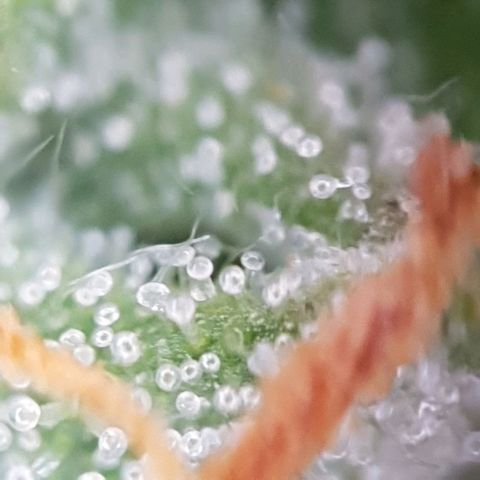 Bartek'sFarmScam growlog timeline photo