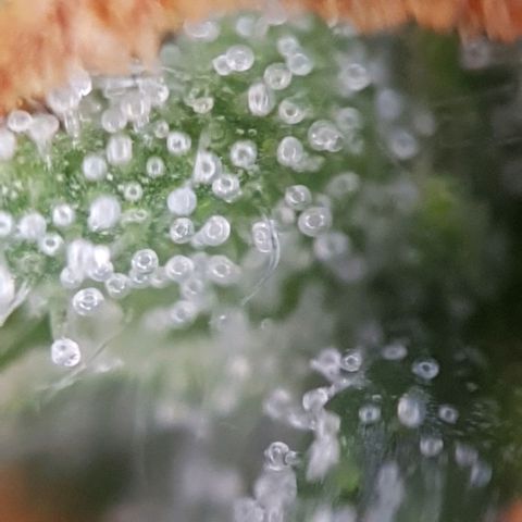 Bartek'sFarmScam growlog timeline photo