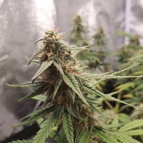 Bartek'sFarmScam growlog timeline photo