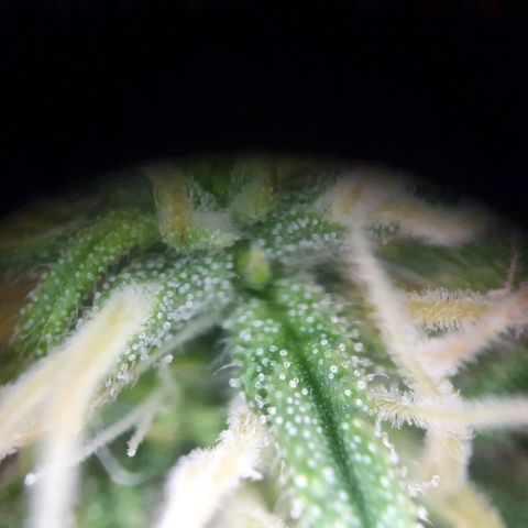 Bartek'sFarmScam growlog timeline photo
