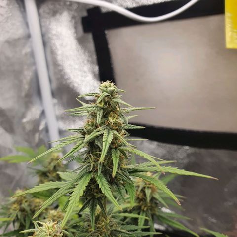 Bartek'sFarmScam growlog timeline photo