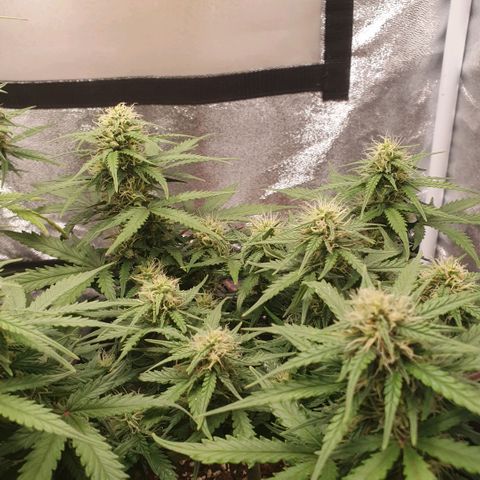 Bartek'sFarmScam growlog timeline photo